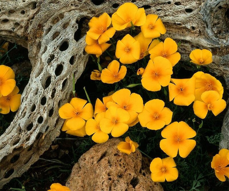 Yellow Poppies by Driftwood