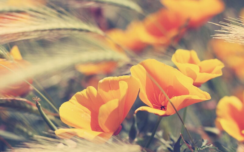 Yellow poppies in a field