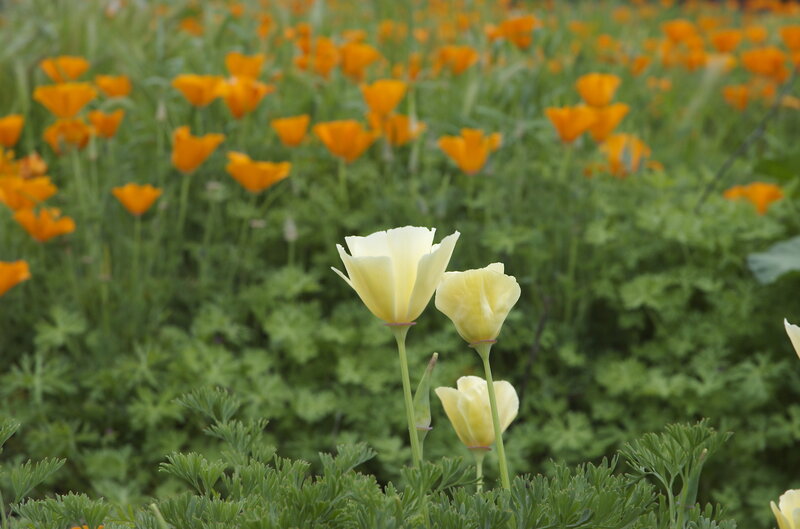 Yellow poppies in a field