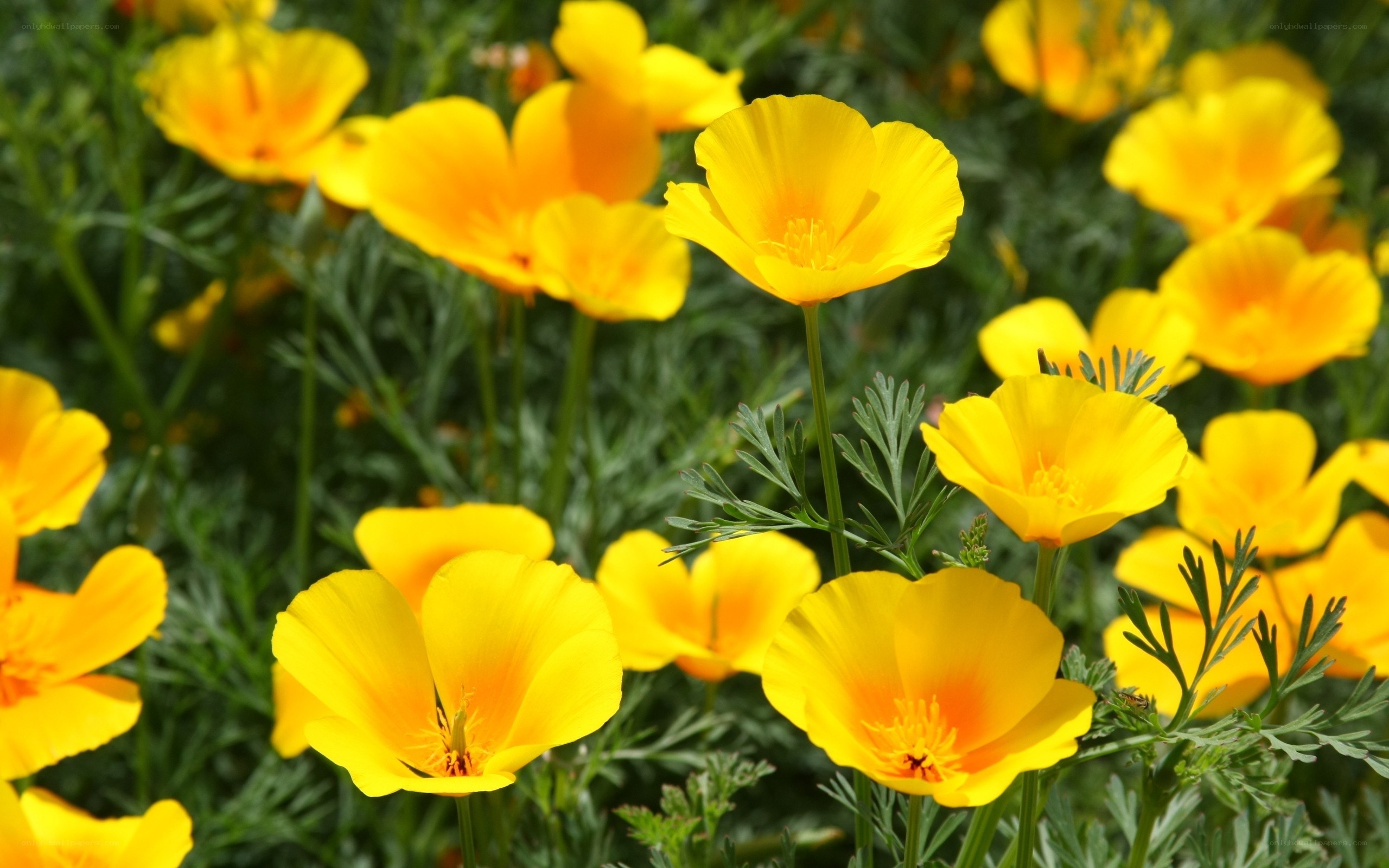 Yellow poppies in a field