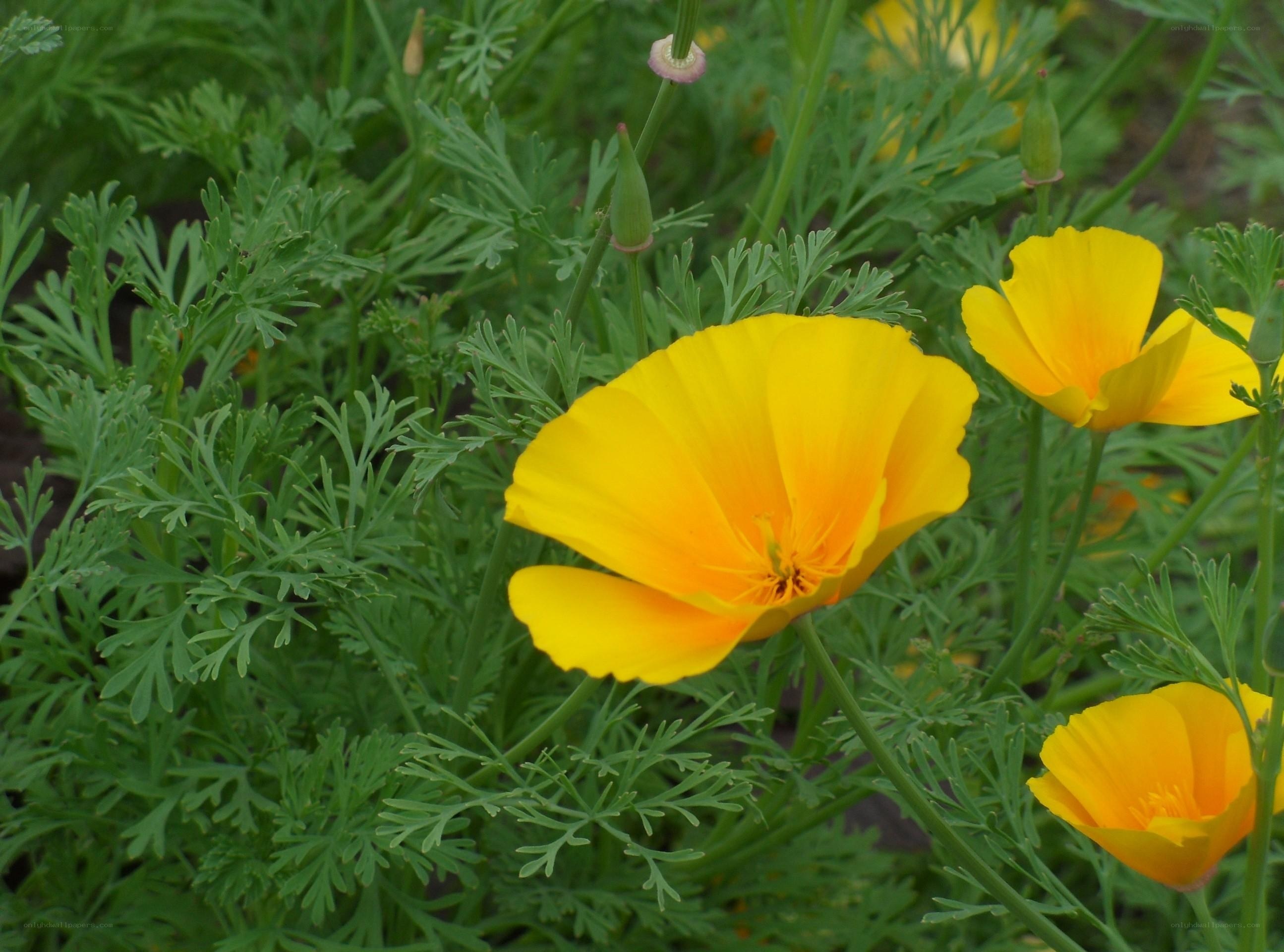 Yellow poppies in a garden