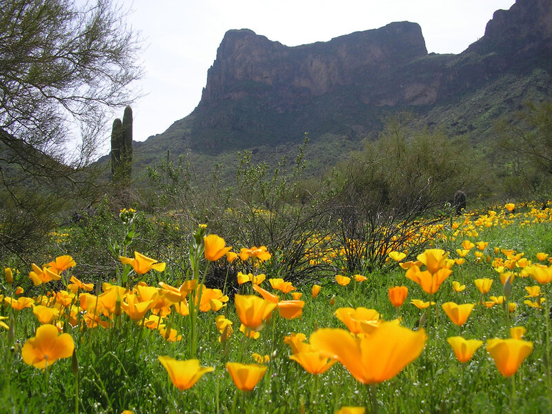Yellow Poppies in Desert