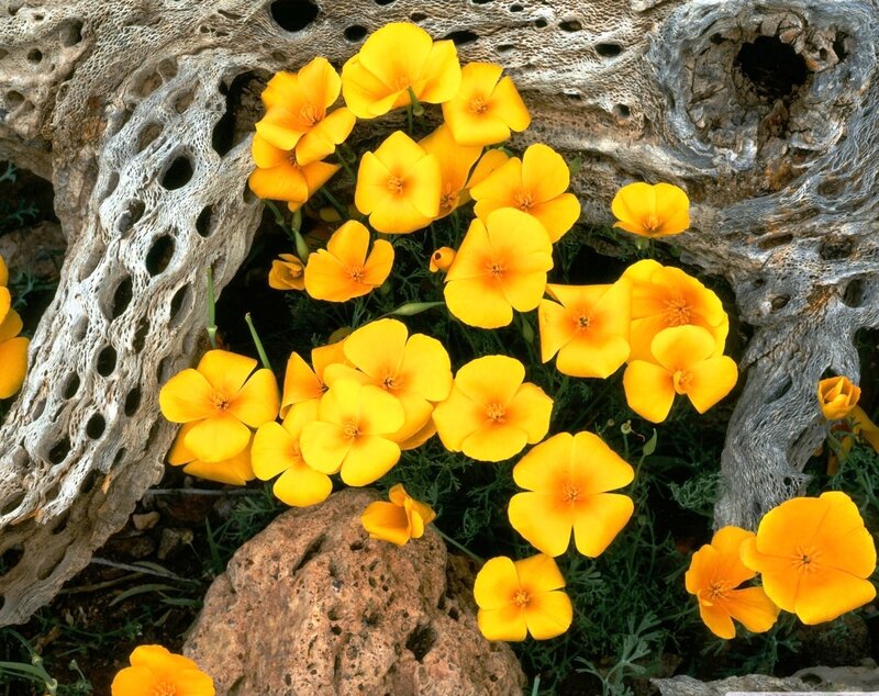 Yellow Poppies in Driftwood