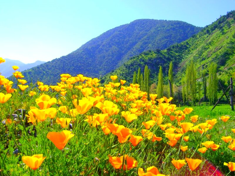 Yellow Poppies in Field — Serene