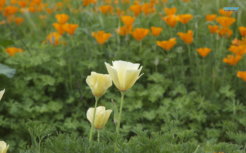 Yellow Poppies in Field