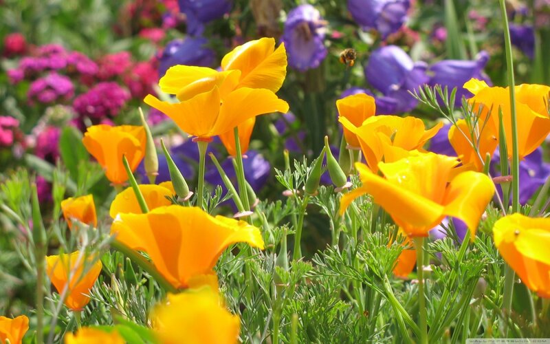 Yellow Poppies in Garden