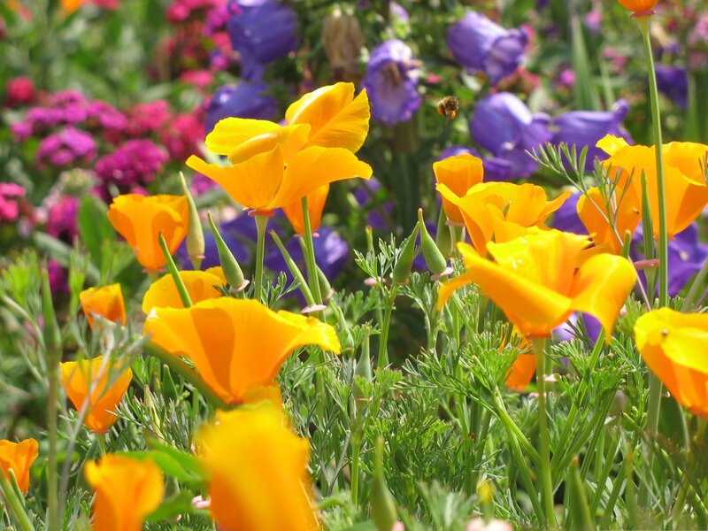 Yellow Poppies in Garden — Vibrant