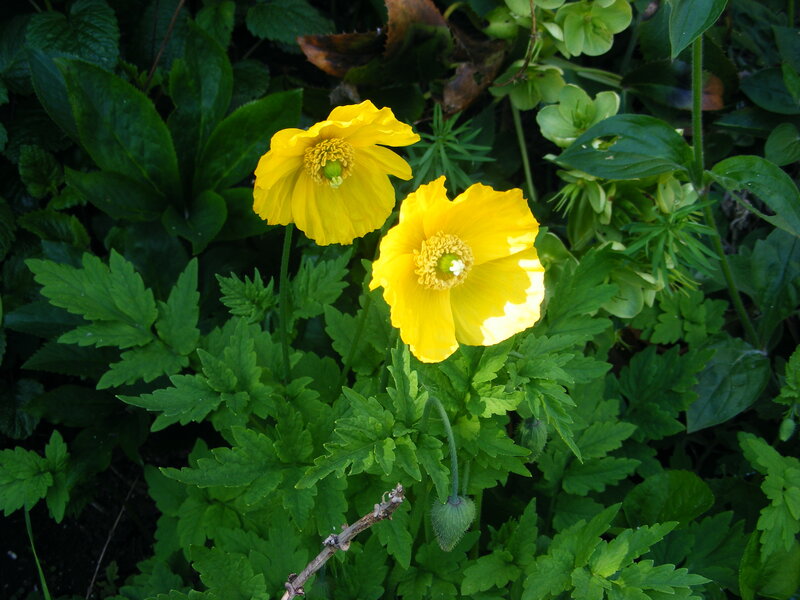 Yellow poppies in green foliage