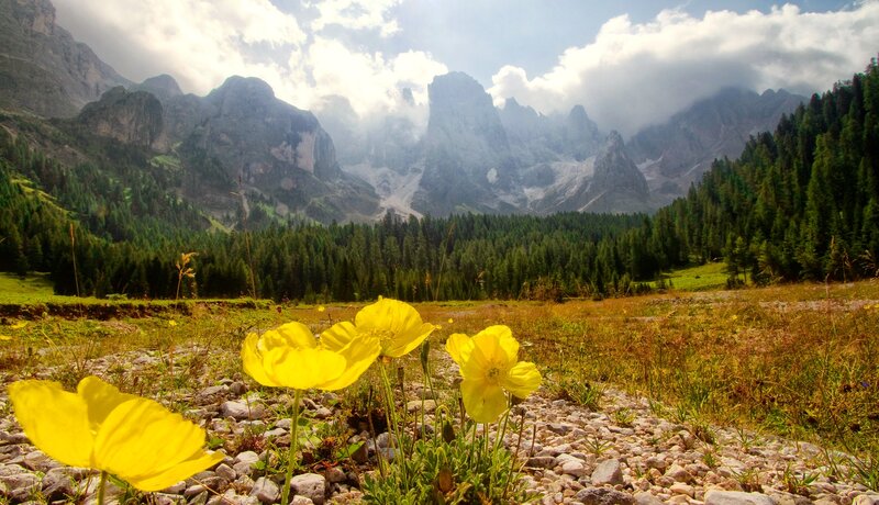Yellow Poppies in Mountains