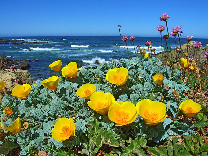 Yellow Poppies on Coast