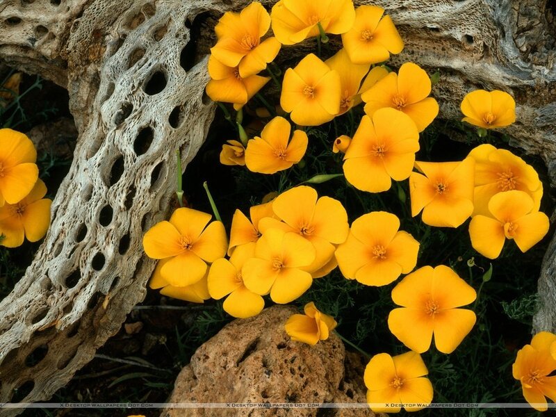 Yellow Poppies on Driftwood