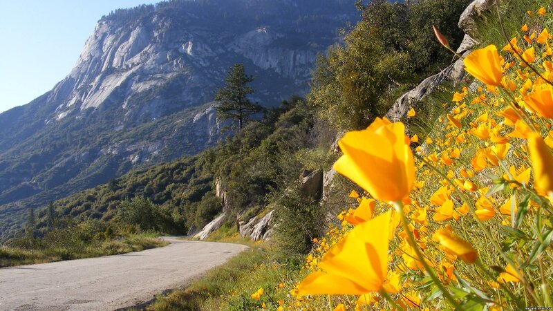 Yellow Poppies on Mountain Road