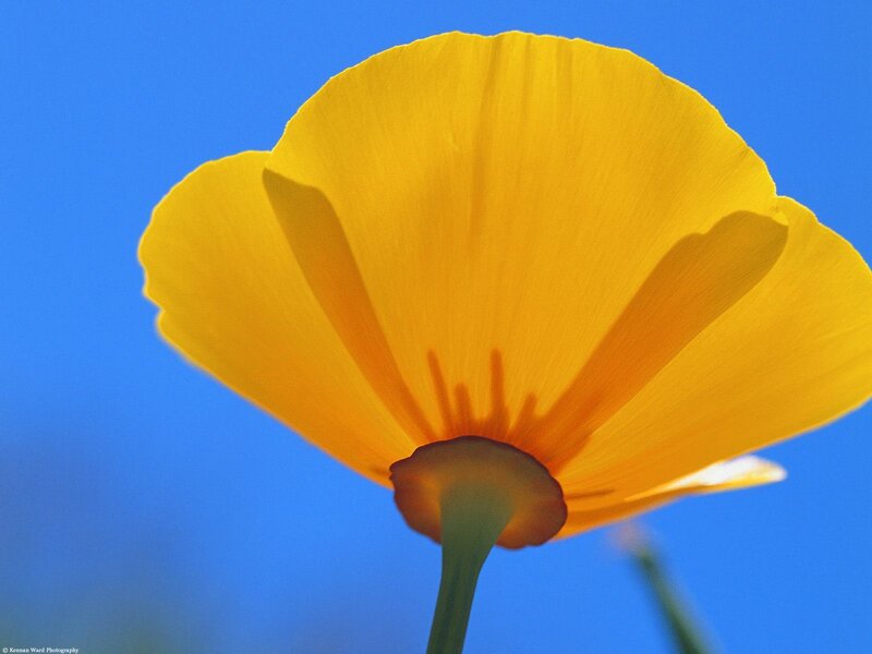Yellow poppy against blue sky