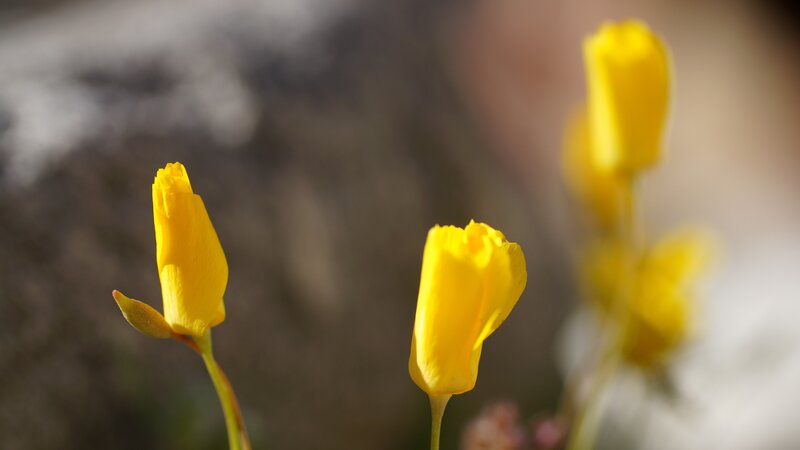 Yellow Poppy Buds