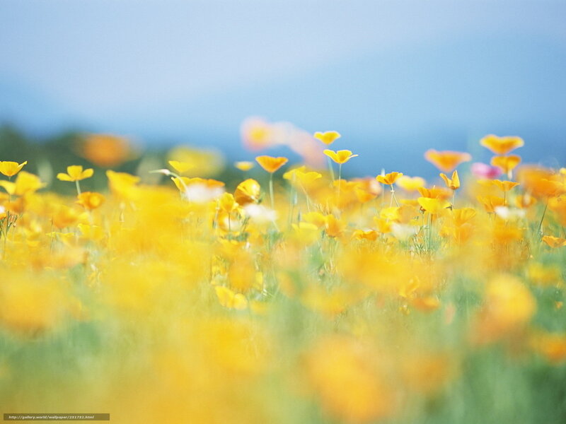 Yellow Poppy Field — Serene, Afternoon