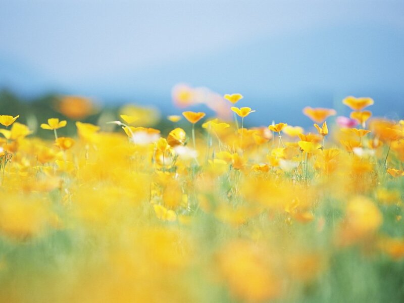 Yellow Poppy Field — Serene