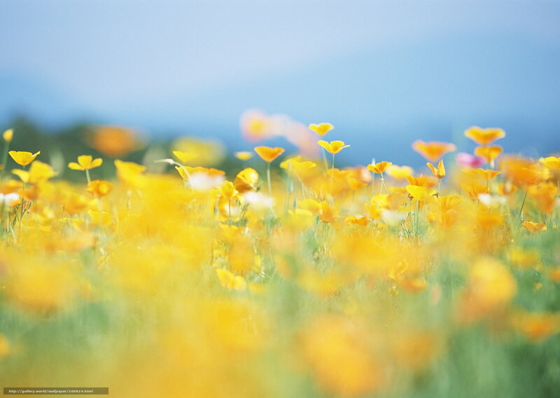 Yellow Poppy Field