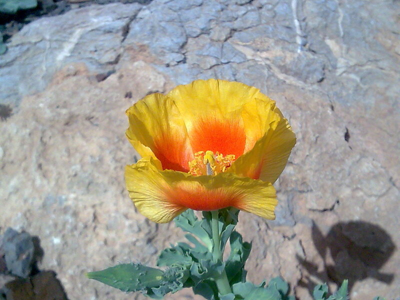 Yellow poppy flower