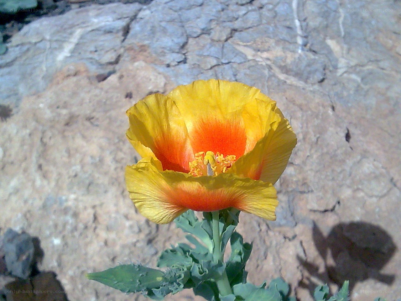 Yellow poppy flower