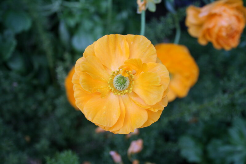 Yellow Poppy Flower — Calm, Afternoon
