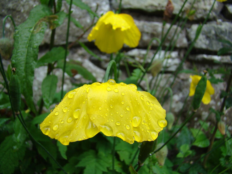Yellow Poppy Flower — Calm, Morning