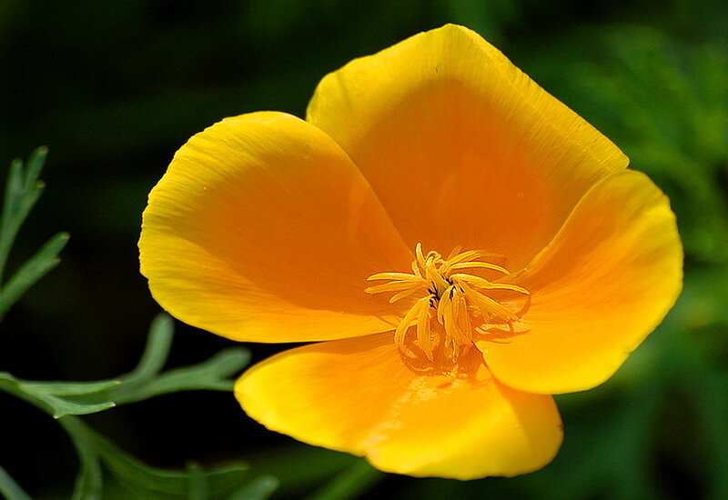 Yellow Poppy Flower — Calm