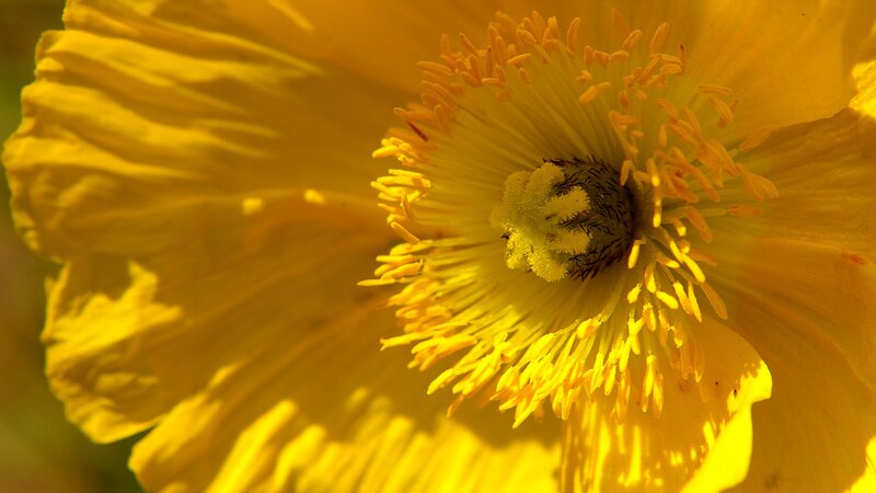 Yellow Poppy Flower — Natural