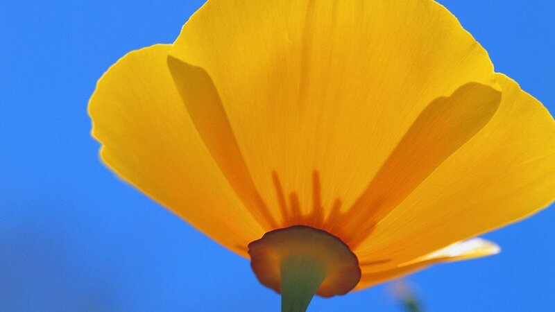 Yellow Poppy Flower — Serene, Afternoon, Photograph, Blue Sky