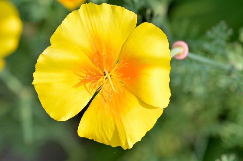 Yellow Poppy Flower — Serene, Afternoon, Photograph, Green Leaves