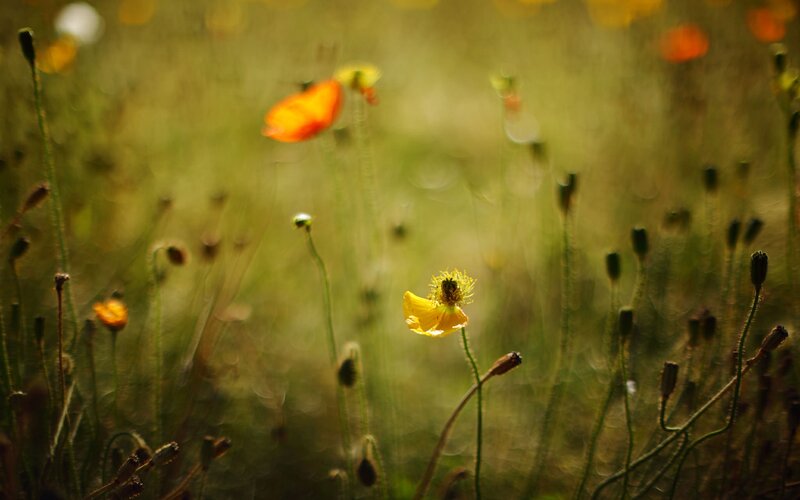 Yellow Poppy Flower — Serene, Afternoon, Photograph, Poppy Flowers