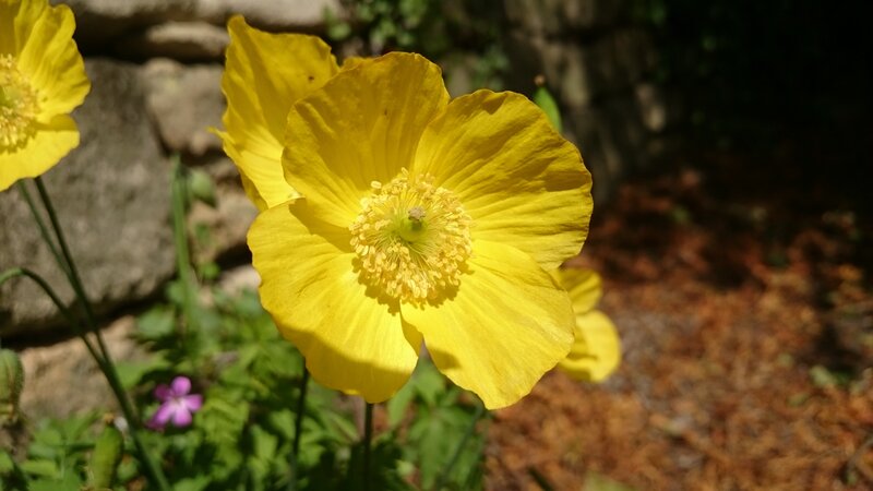 Yellow Poppy Flower — Serene, Afternoon, Photograph, Stone Wall