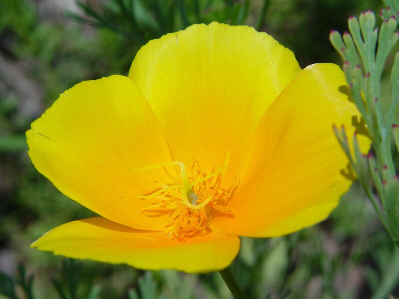 Yellow Poppy Flower — Serene, Afternoon, Photograph