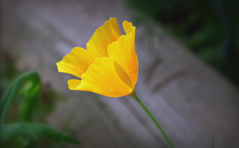 Yellow Poppy Flower — Serene, Afternoon