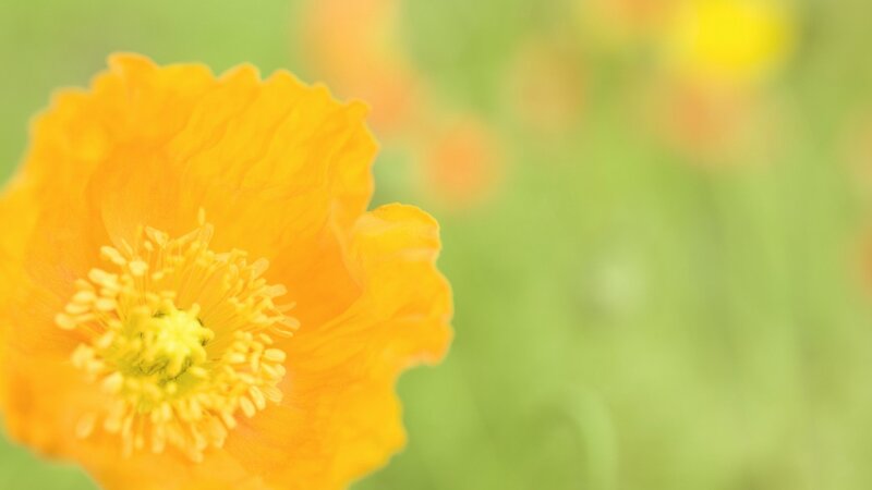 Yellow Poppy Flower — Serene, Photograph, Green Background