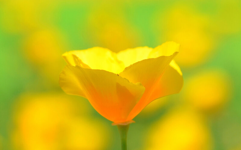 Yellow Poppy Flower — Serene, Photograph, Stem