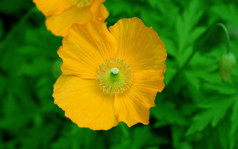 Yellow Poppy Flower — Serene, Spring