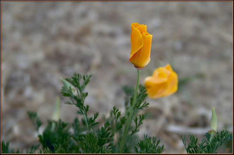 Yellow Poppy Flower — Serene