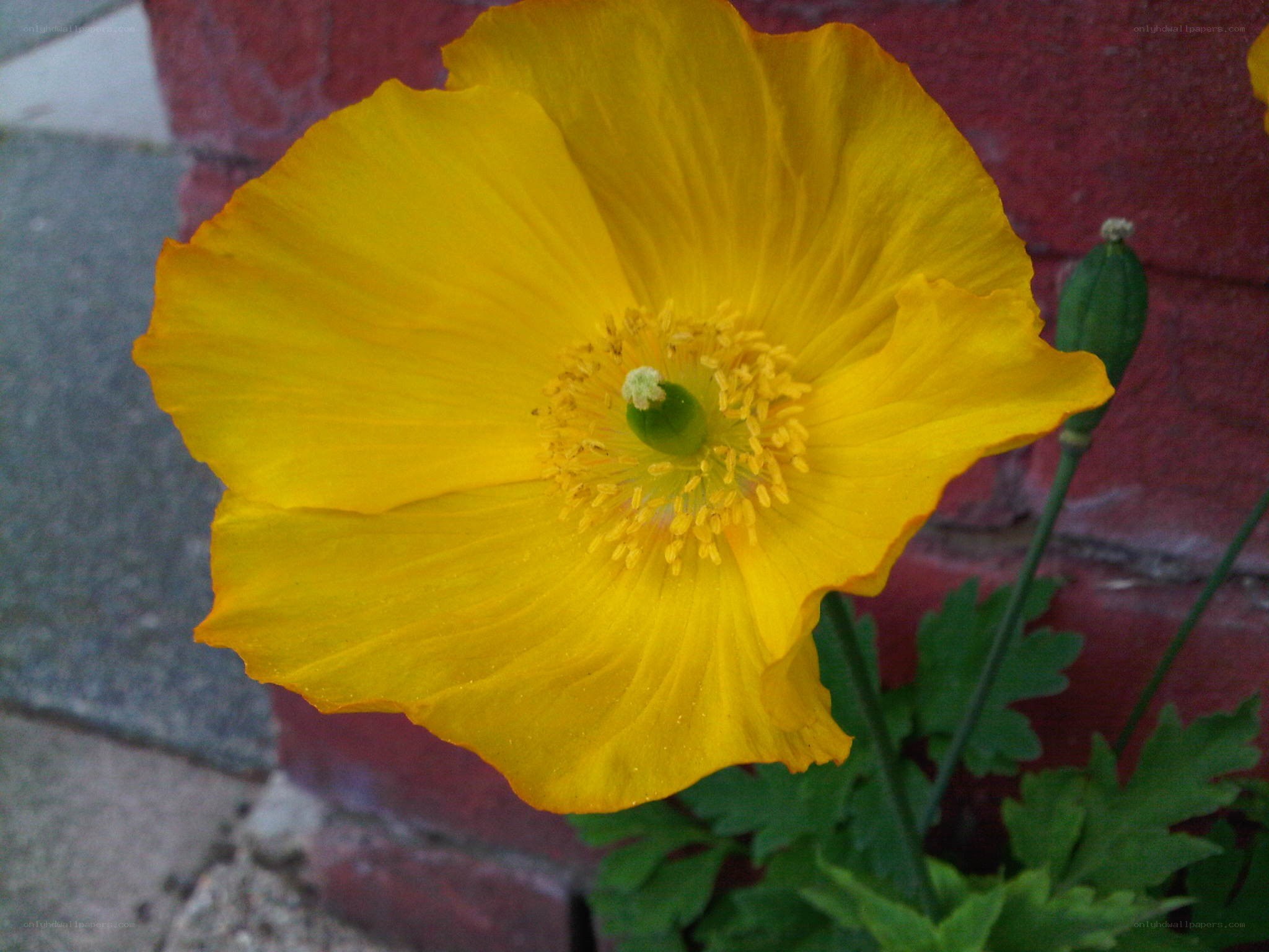 Yellow poppy flower