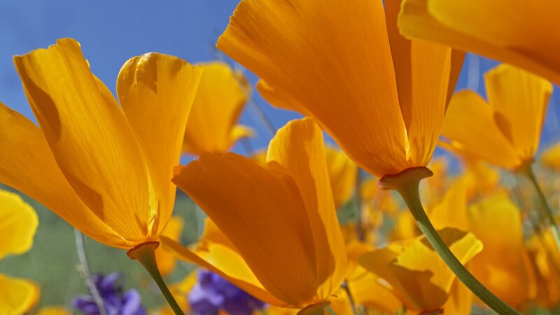 Yellow Poppy Flowers — Bright, Afternoon, Photograph, Blue Sky