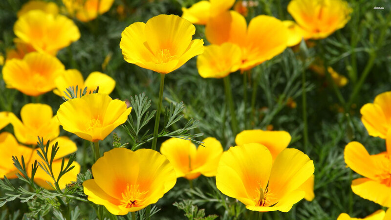 Yellow Poppy Flowers — Bright, Afternoon