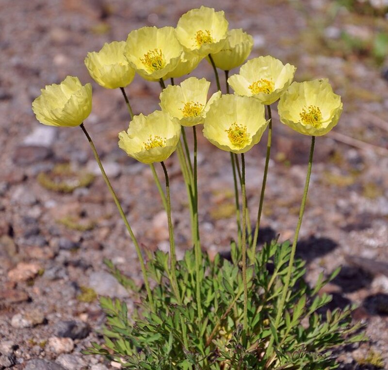 Yellow Poppy Flowers — Calm, Afternoon