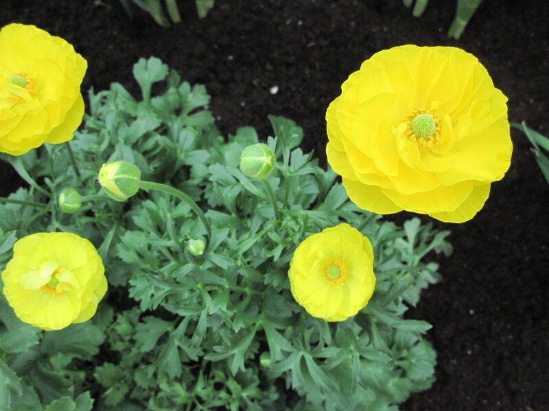 Yellow Poppy Flowers — Calm