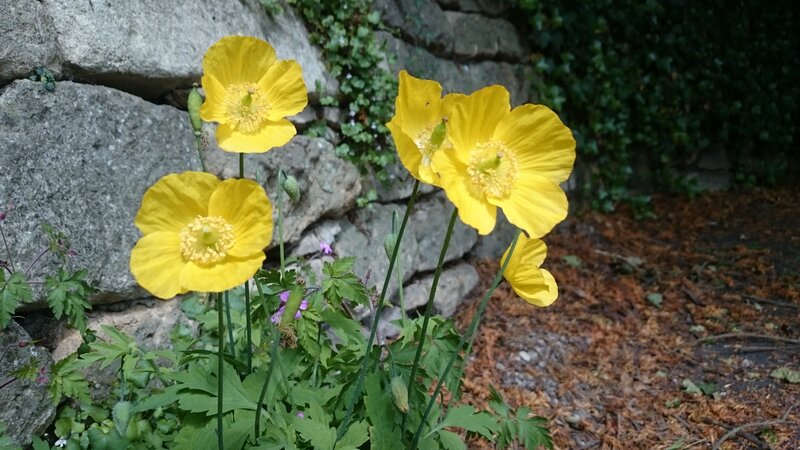 Yellow Poppy Flowers — Natural