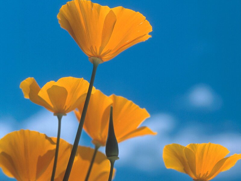 Yellow Poppy Flowers — Serene, Afternoon, Photograph, Blue Sky