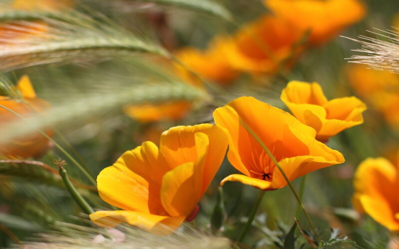 Yellow Poppy Flowers — Serene, Afternoon, Photograph, Grass