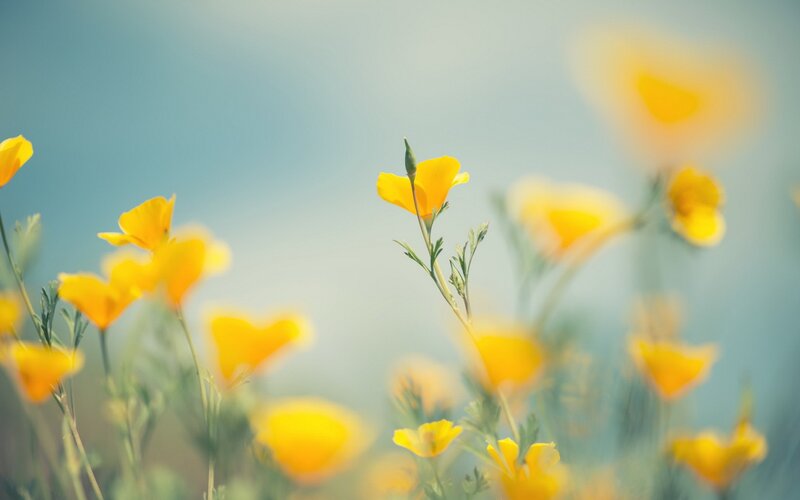 Yellow Poppy Flowers — Serene, Afternoon, Photograph, Sky