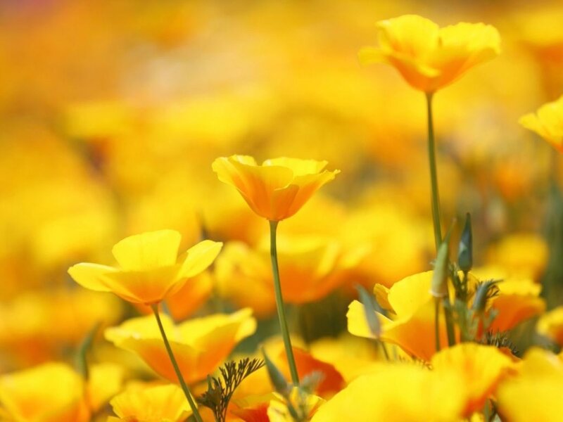 Yellow Poppy Flowers — Serene, Afternoon, Photograph, Stems