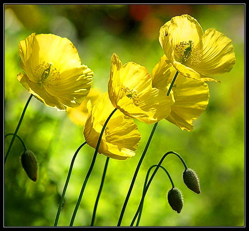 Yellow Poppy Flowers — Serene, Afternoon, Photograph