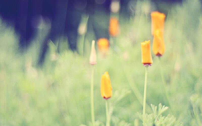 Yellow Poppy Flowers — Serene, Spring, Photograph, Green Grass