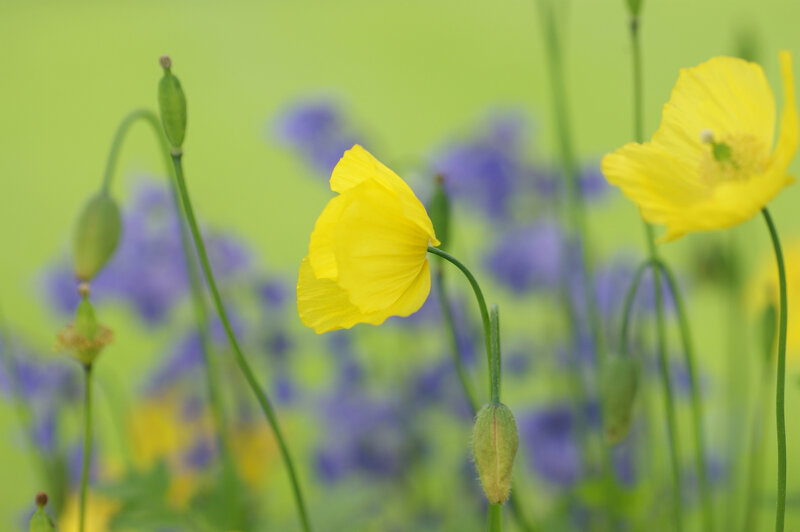 Yellow Poppy Flowers — Serene, Spring, Photograph